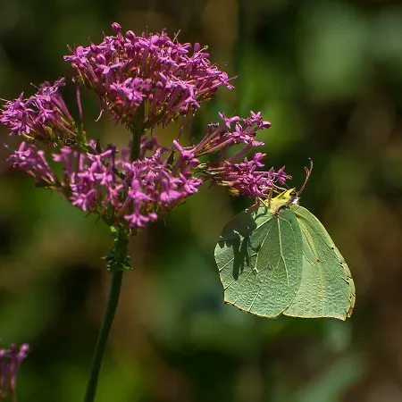 Sopra Il Borgo 住宿加早餐酒店 3*